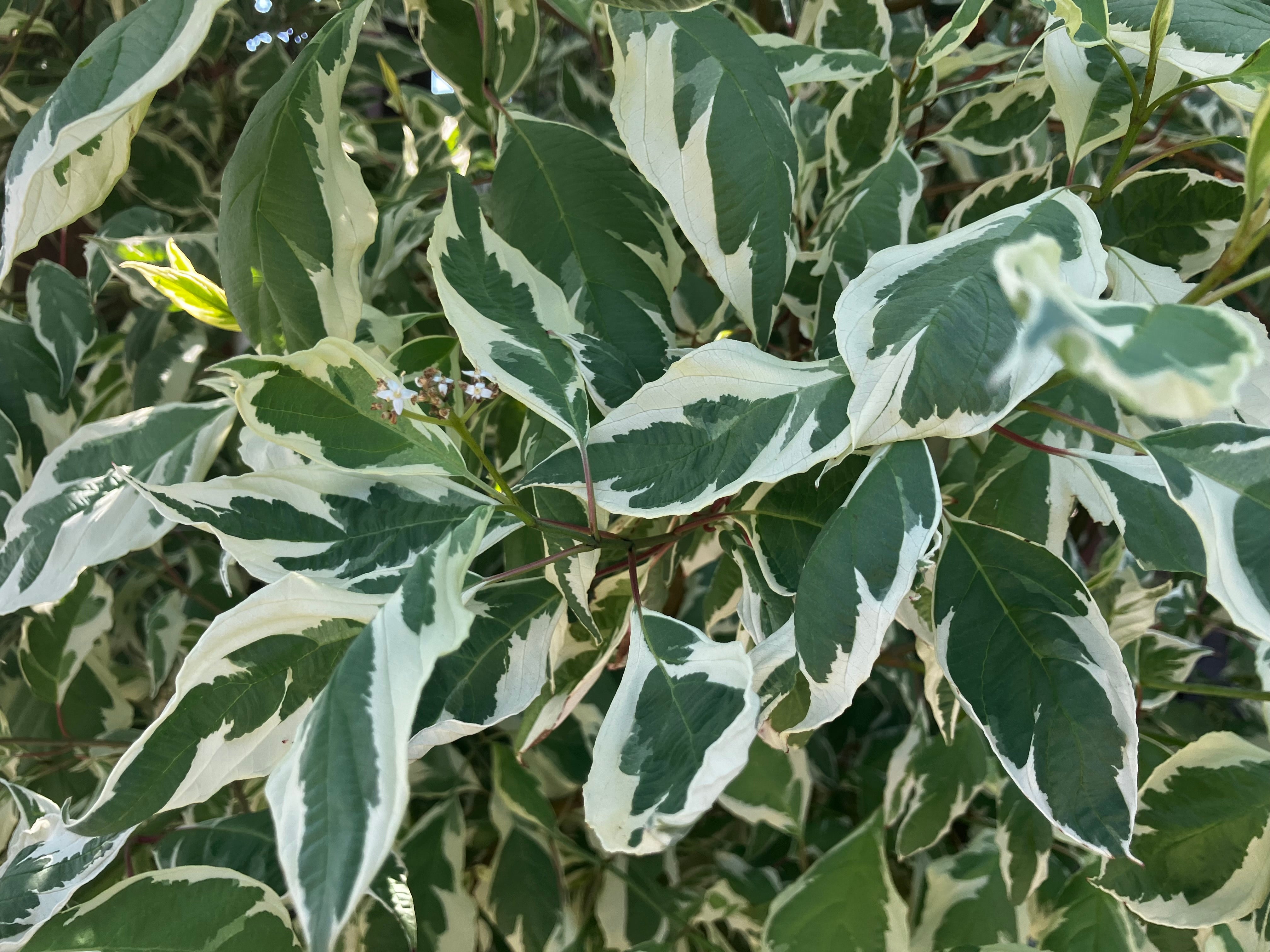 Hartriegel 'Elegantissima' / Cornus alba 'Elegantissima'